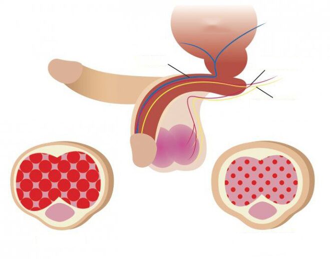 penis structure